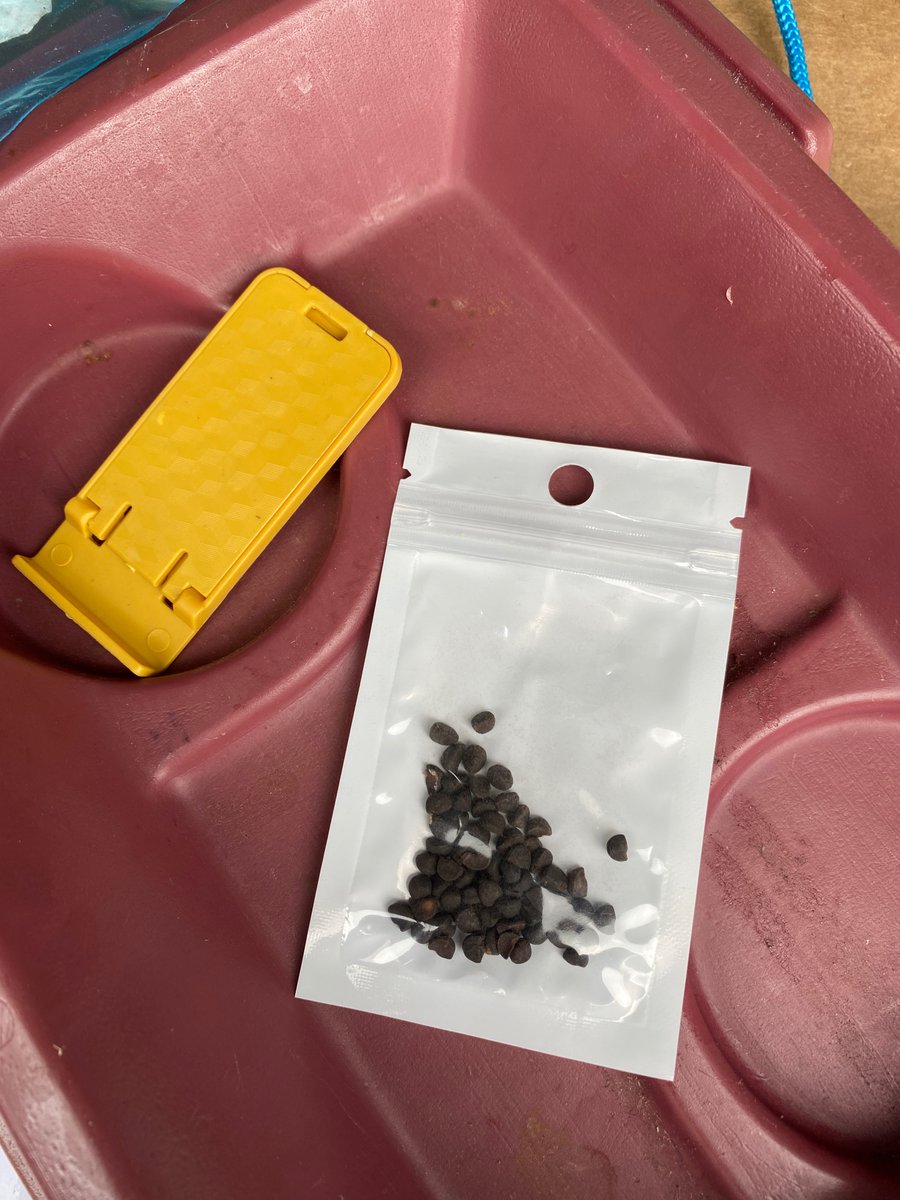 Seed mystery: Residents in Virginia (and also in Utah) report receiving unsolicited packages containing seeds in the mail that appear to have originated from China. Authorities warn that the seeds should not be planted
