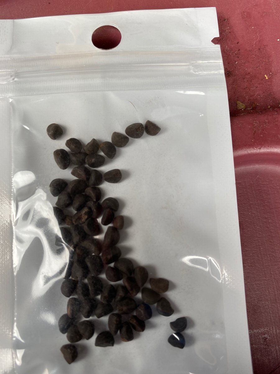 Seed mystery: Residents in Virginia (and also in Utah) report receiving unsolicited packages containing seeds in the mail that appear to have originated from China. Authorities warn that the seeds should not be planted